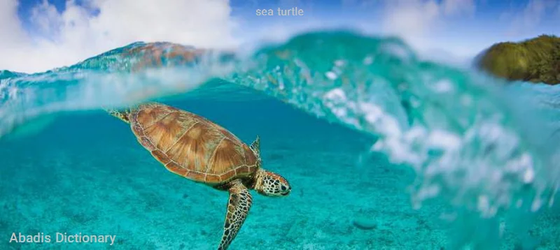 sea turtle